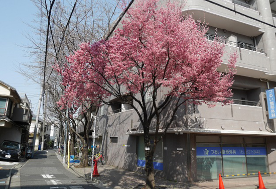 サンクリバージュ野方と桜