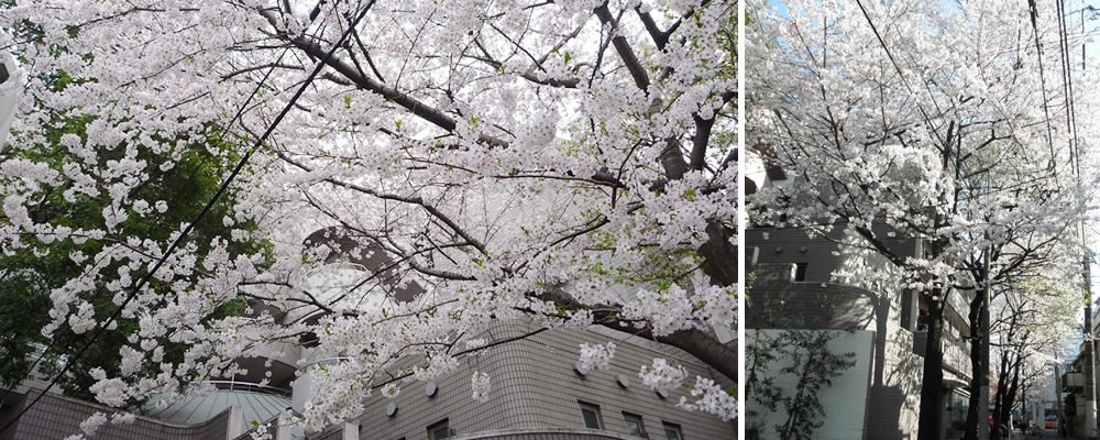 サンクリバージュ野方の桜