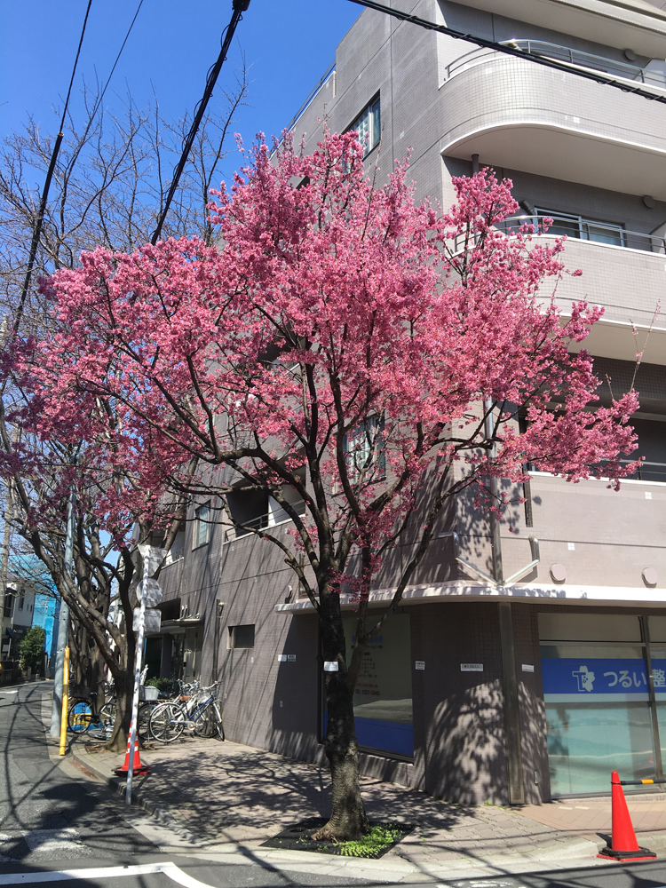 大山豆桜